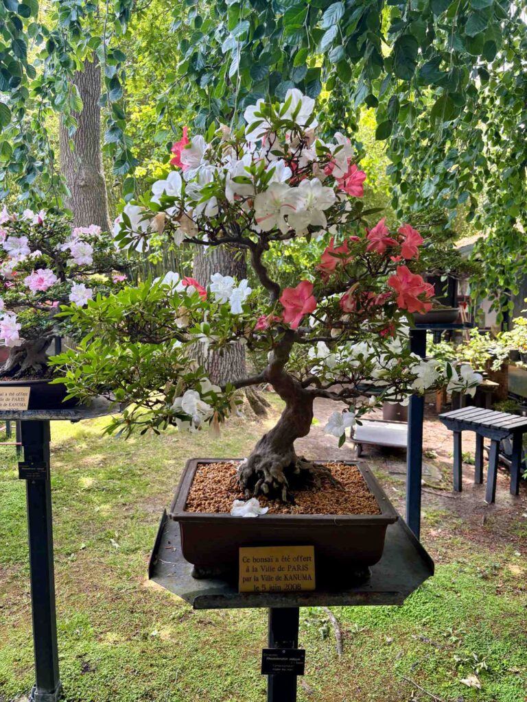 Bonsai Pavilion