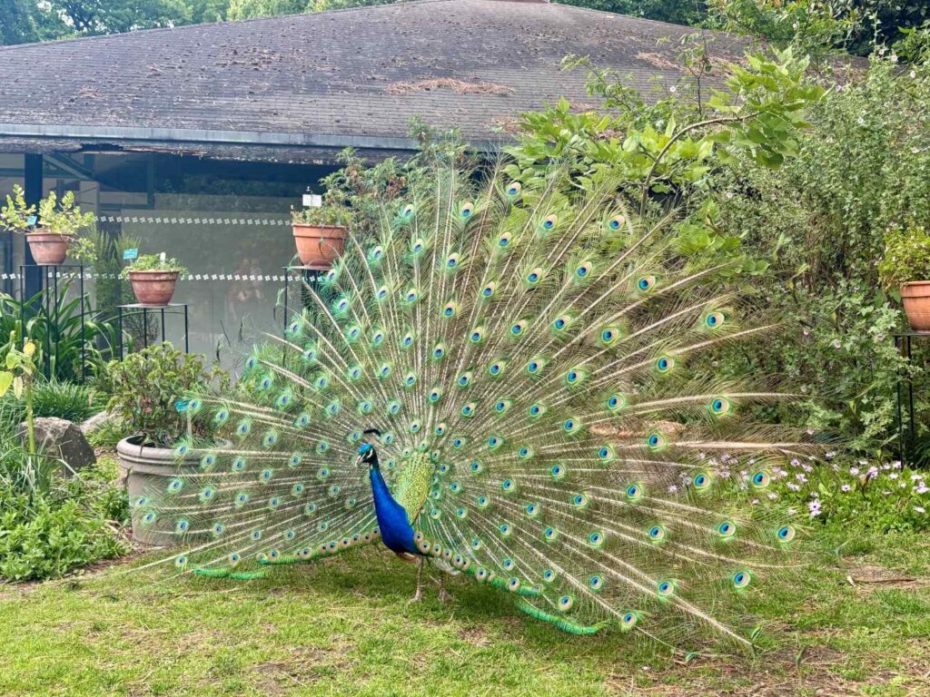Peacock at Parc Floral